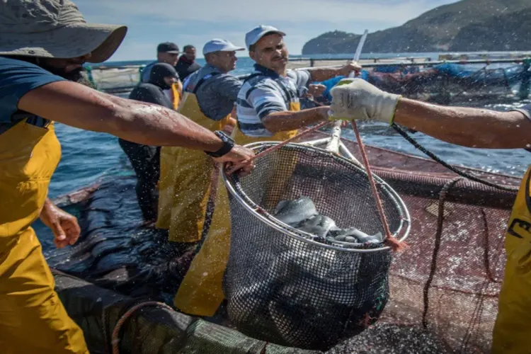الصندوق الوطني للضمان الاجتماعي يطلق بوابة ضمان بحري