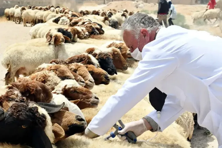 عيد الأضحى 2022 : الهيئة الوطنية للأطباء البياطرة تؤكد مواكبتها للحالة الصحية للمواشي