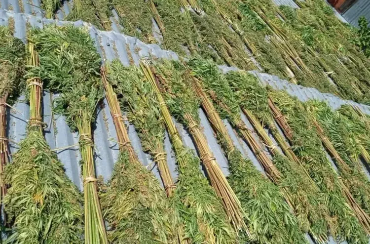 مسلسل طلب تراخيص الوكالة الوطنية لتقنين الأنشطة المتعلقة بالقنب الهندي سلس وفعال