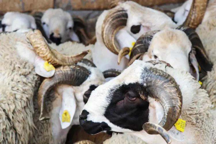 عيد الأضحى 2023: ترقيم أزيد من 17 ألف رأس من الأغنام والماعز بجهة الداخلة وادي الذهب