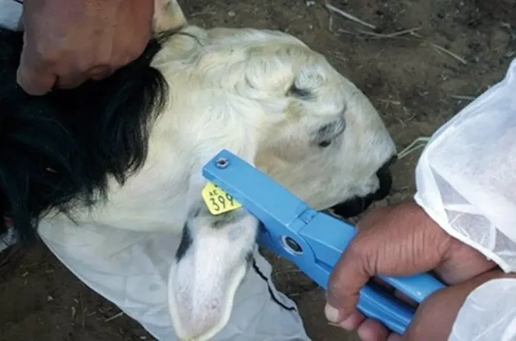 عيد الأضحى 1445: ترقيم حوالي 650 ألف رأس من الماشية المعدة للذبح بجهة الرباط - سلا - القنيطرة