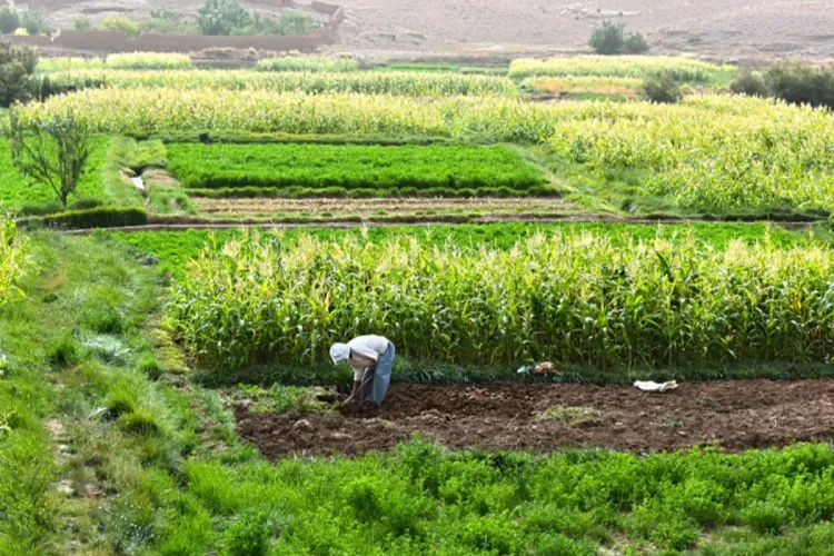 الموسم الفلاحي 2022 : التساقطات المطرية الربيعية تبعث الأمل في الفلاحين بإقليمي الجديدة وسيدي بنور