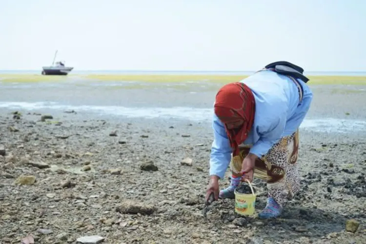 حظر جمع وتسويق صدفيات منطقتي تامري-كامب غير وإيمي وادار بأكادير