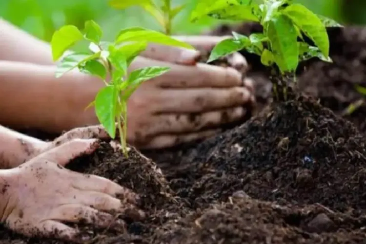 الناظور: برنامج طموح لتشجير أزيد من 7 آلاف هكتار في أفق 2030