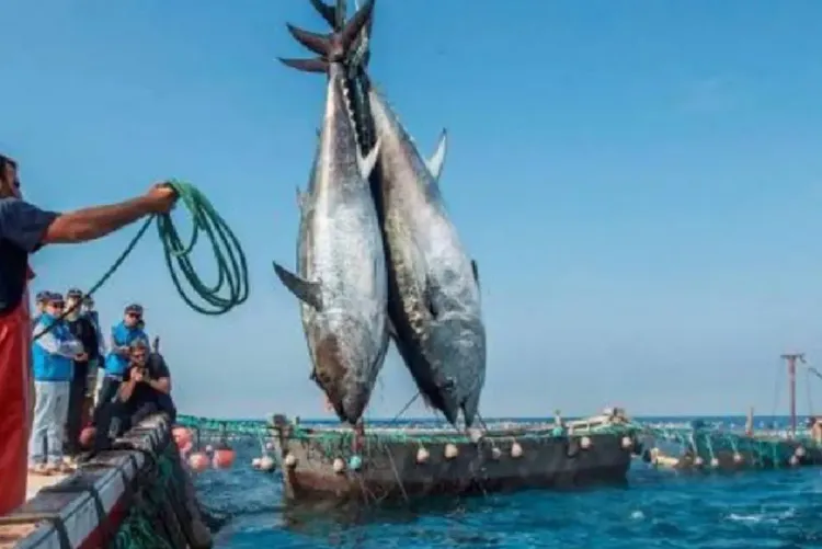 توقيع بروتوكول اتفاق بين المكتب الوطني للصيد والشركة الموريتانية لتسويق الأسماك