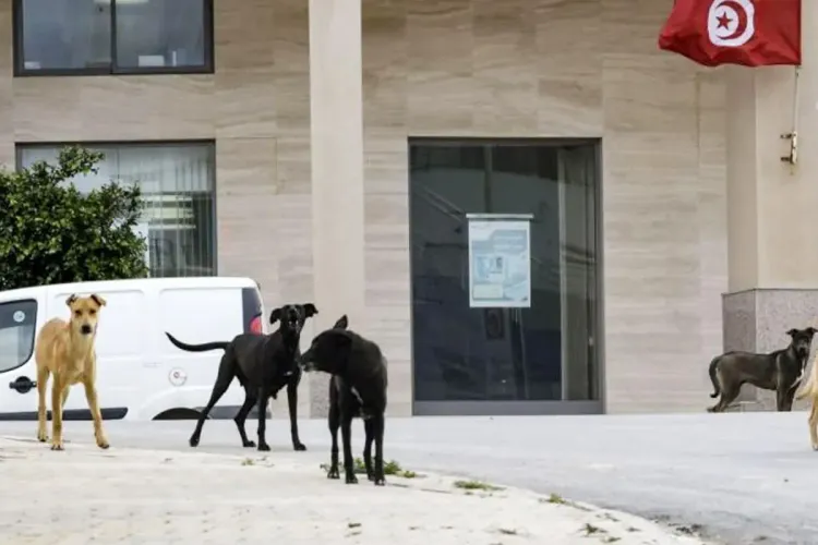 داء الكلب يستنفر الحكومة والإعلام في تونس