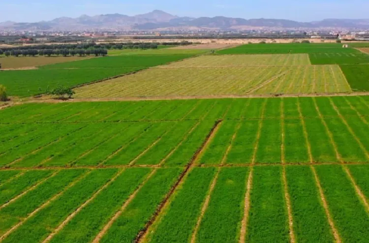 جهة الدار البيضاء - سطات.. دينامية فلاحية مهمة ومساحة مزروعة من الحبوب الخريفية تتجاوز 800 ألف هكتارا