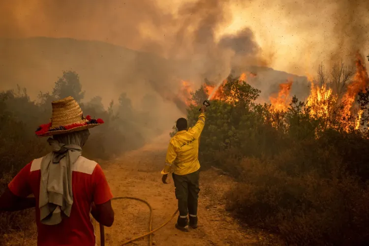 انخفاض ملحوظ في عدد حرائق الغابات والمساحات المتضررة بالمغرب خلال سنة 2024