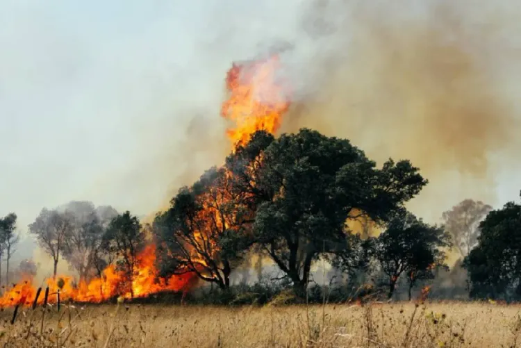 حرائق الغابات في كندا.. حوالي 140 حريقا نشطا في مقاطعة بريتيش كولومبيا