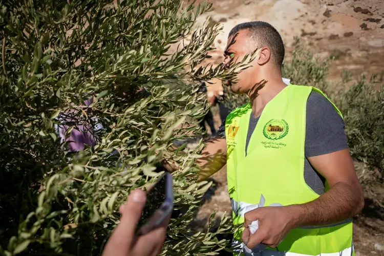 حملة وكالة بيت مال القدس الشريف لقطاف الزيتون في القدس "عونة" 2024 تحل بقرى مِخماس والعيزرية