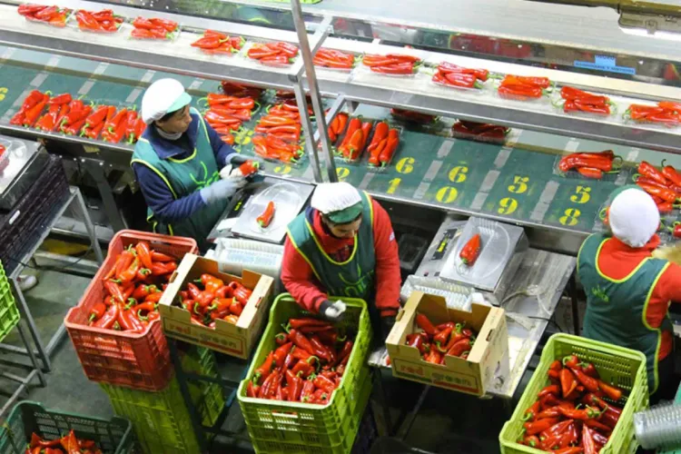 وزارة الفلاحة تعلن ارتفاع صادرات الفواكه والخضراوات خلال الموسم الجاري