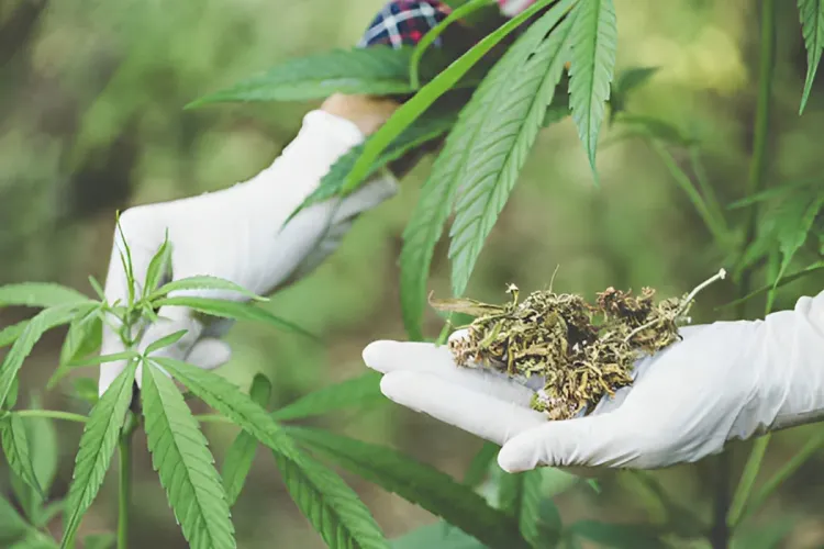 الوكالة الوطنية لتقنين أنشطة القنب الهندي أصدرت إلى غاية متم نونبر الماضي 609 ترخيصا