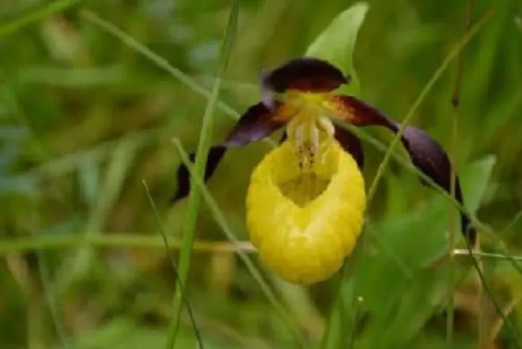 رصد زهرة أوركيد نادرة في بريطانيا للمرة الأولى منذ نحو قرن