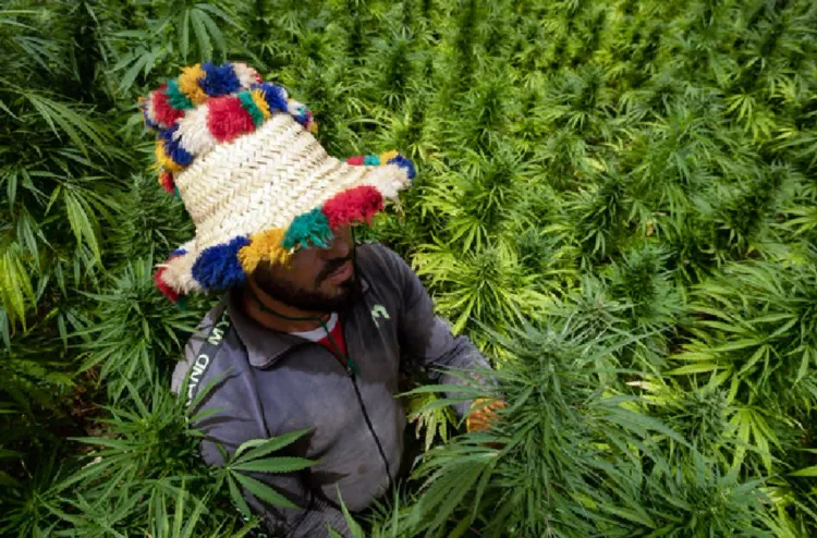 إقليم شفشاون : سلسلة القنب الهندي القانوني تطلق زخما تنمويا بالمناطق القروية