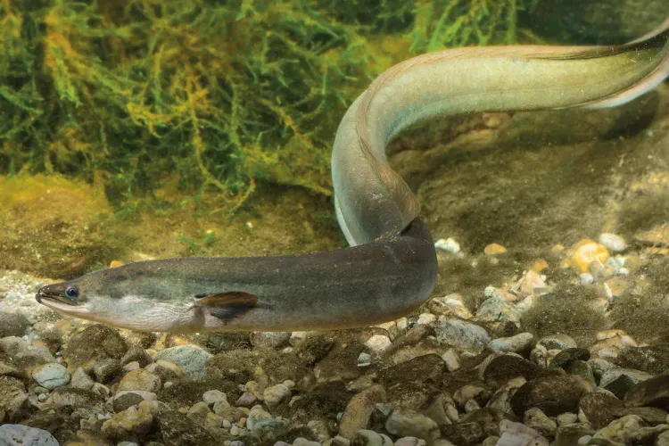 لجنة دولية تنوه بجهود المغرب للمحافظة على سمك الأنقليس الأوروبي