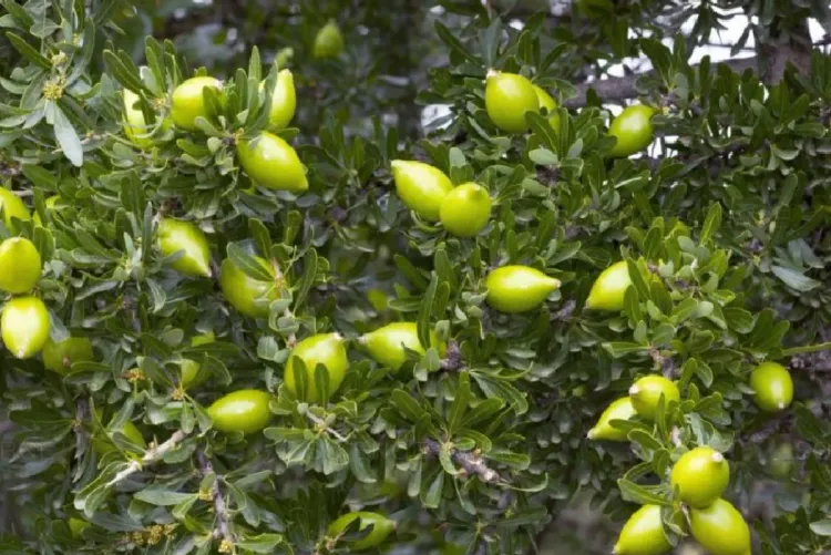 تارودانت.. الاحتفاء باليوم العالمي لشجرة الأركان