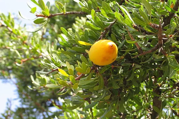 أكادير.. تخليد اليوم العالمي لشجرة الأركان