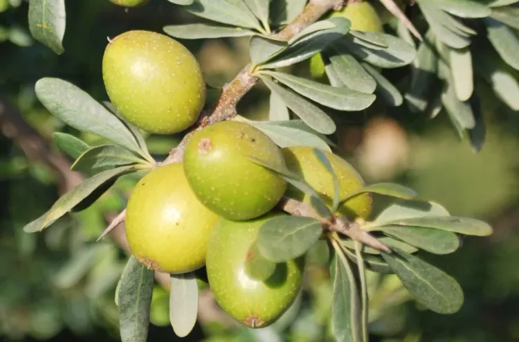 الصويرة: التساقطات المطرية تعيد الحياة لشجر الأركان والزيتون وزراعة الخضروات