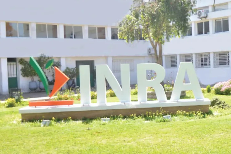 صفرو.. المعهد الوطني للبحث الزراعي يقدم 54 صنفا جديدا من الحبوب والبقوليات