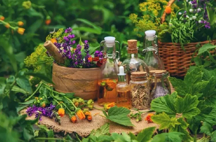 طاطا..اجتماع لتتبع تنفيذ اتفاقية تأهيل النباتات الطبية والعطرية