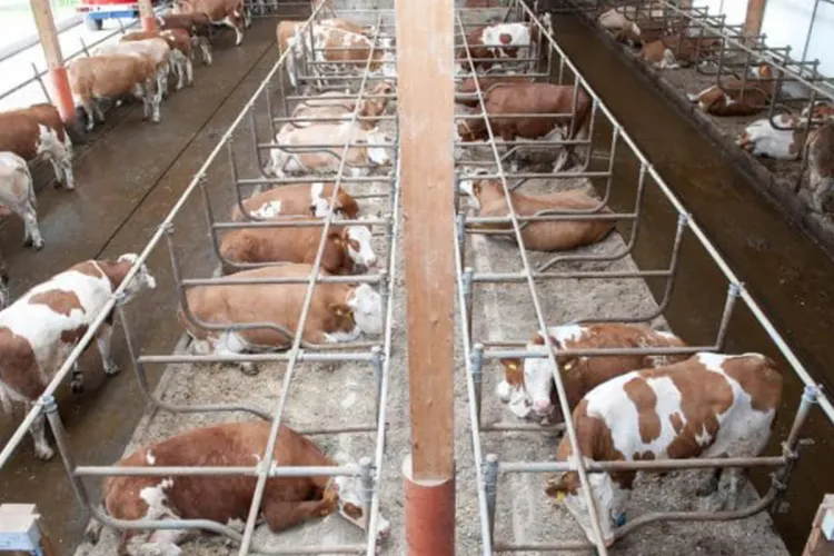 طنجة المتوسط: إستيراد العجول الموجهة للذبح يمر في ظروف جيدة