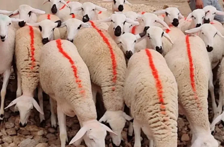 اختتام عملية انتقاء ووشم سلالة الصردي بجماعات إقليم سطات