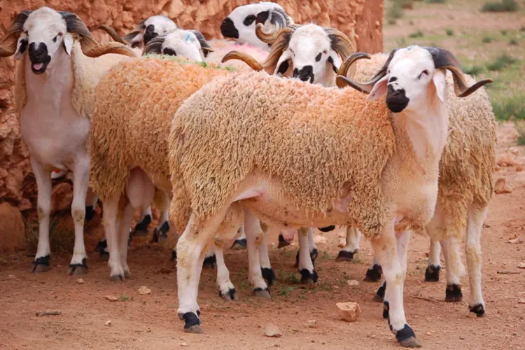 عيد الأضحى 2022 : أونسا يعبئ مصالحه بمختلف جهات المغرب