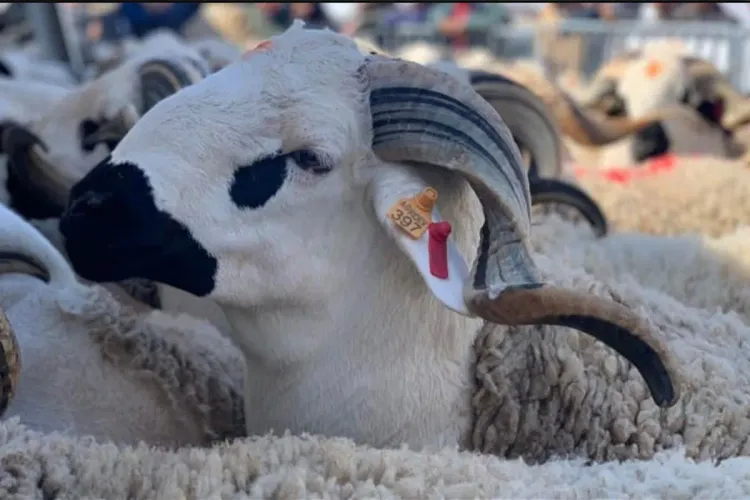 عيد الأضحى بالمغرب 2023: عدد رؤوس الأغنام والماعز المرقمة والمعدة للذبح يبلغ 5,4 مليون رأس