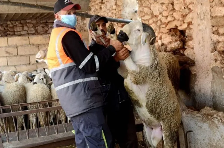 جهة طنجة-تطوان-الحسيمة: تعبئة متواصلة لضمان مرور عيد الأضحى في ظروف مثلى بمدن الشمال