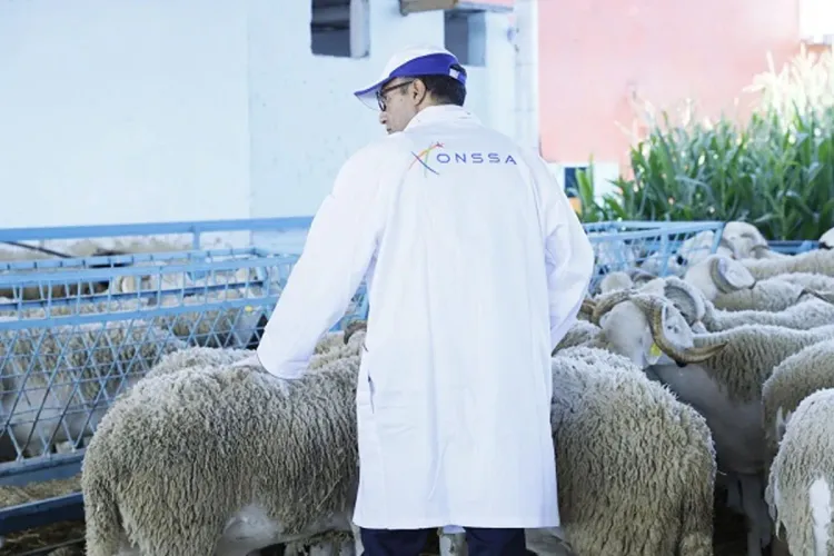 عيد الأضحى 2024: تكثيف المراقبة البيطرية بجهة الرباط - سلا - القنيطرة