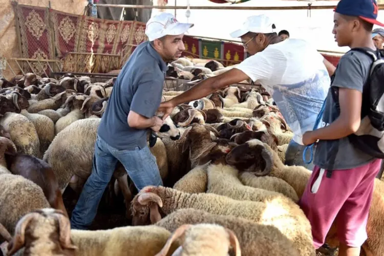 وزارة الفلاحة: عيد الأضحى 1444 مر في ظروف جيدة