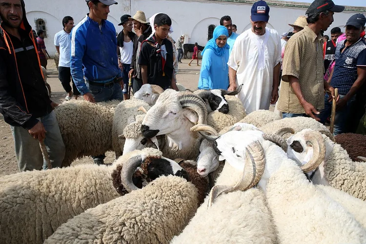 رئيس المجلس العلمي للرباط: شعيرة عيد الأضحى سنة مؤكدة مقرونة بالاستطاعة