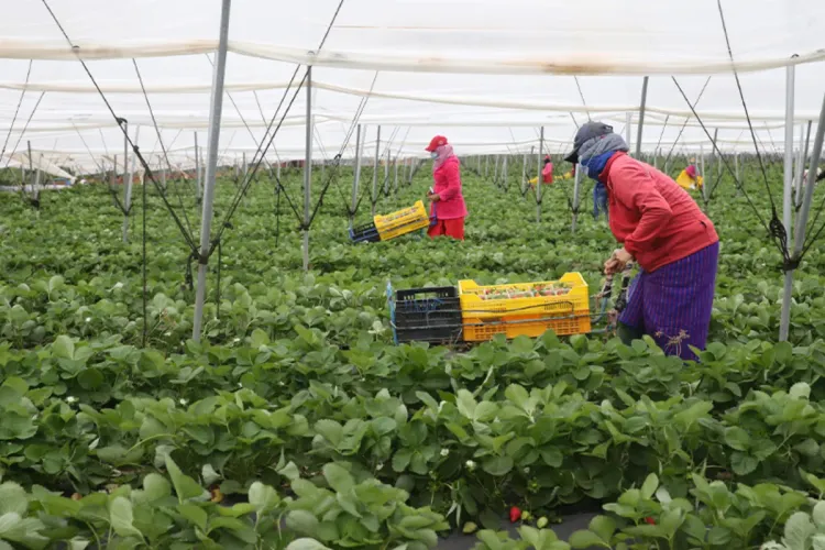 الاستثمارات الإنتاجية المرتقبة بالقطب الفلاحي اللوكوس ستبلغ 3.5 مليار درهم