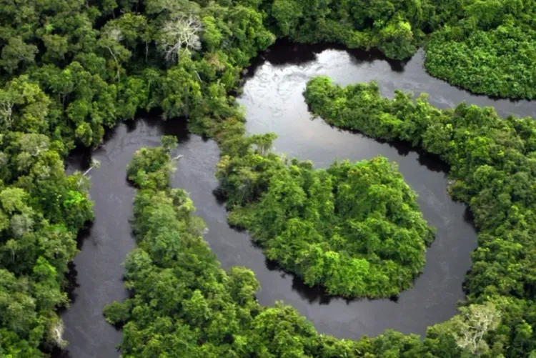 البرازيل .. منظمات غير حكومية تقترح على (كوب 30) خطة للحفاظ على الأمازون