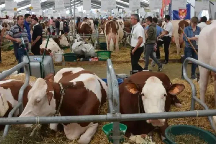 قمة تربية المواشي في كليرمون-فيران.. الجناح المغربي، ضيف الشرف، "سيكون الأكبر" في المعرض (منظمون)