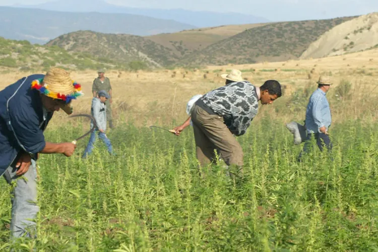 تسليم 10 رخص لممارسة أنشطة تحويل وتصنيع القنب الهندي بعدد من أقاليم المملكة