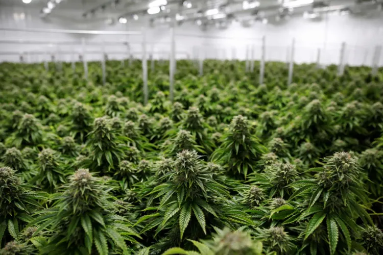 انعقاد مجلس إدارة الوكالة الوطنية لتقنين الأنشطة المتعلقة بالقنب الهندي بالرباط