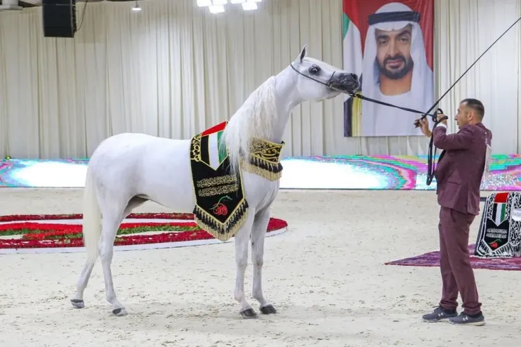 كأس الإمارات العالمية لجمال الخيول العربية (محطة المغرب 2024) يومي 20 و21 يوليوز بالرباط