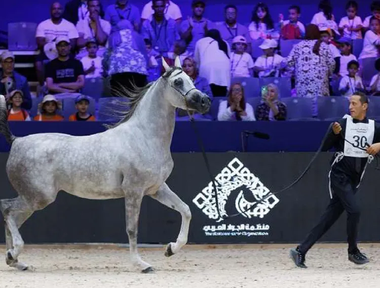 كأس مربي الخيول العربية الأصيلة بالمغرب .. الحصان "ن هاد بوزنيقة" والفرس "ذروة بوزنيقة" يفوزان بالميدالية الذهبية