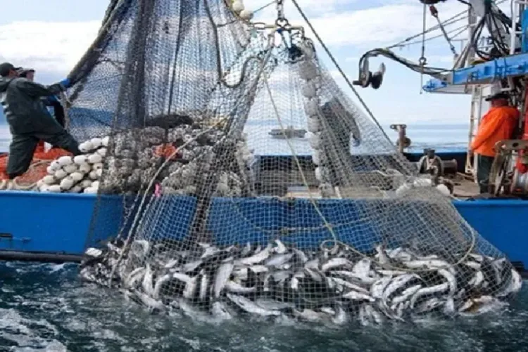 ميناء طنجة : ارتفاع كمية مفرغات الصيد البحري بنسبة 8 بالمائة مع متم ماي الماضي