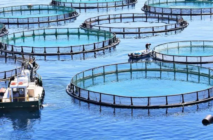 المغرب نموذج للدول الإفريقية في مجال تربية الأحياء المائية المستدامة (مجلة إيطالية)