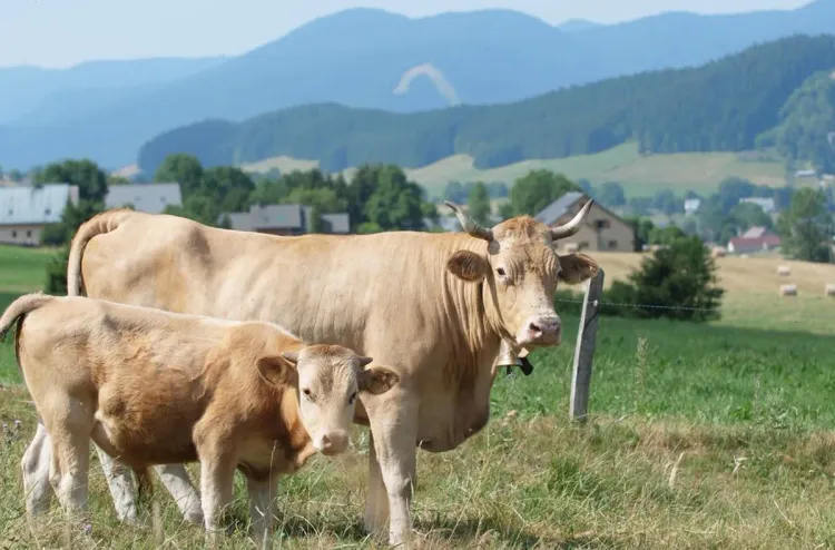 مرض النزف الوبائي الحيواني يواصل انتشاره في فرنسا