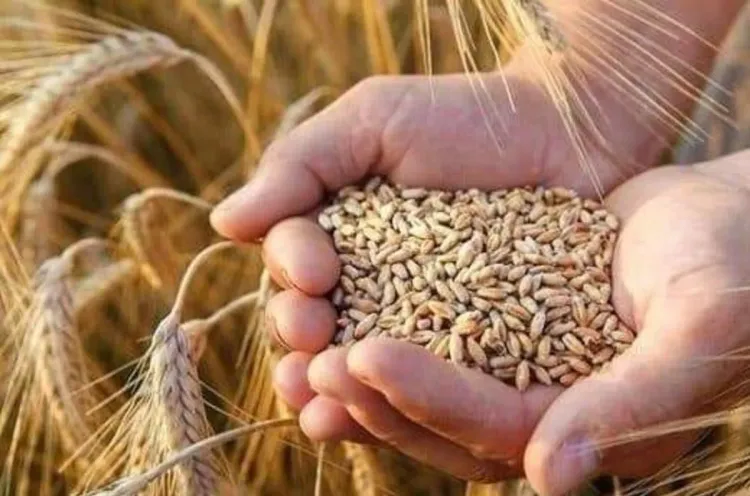 1.3 مليار دولار من المؤسسة الدولية الإسلامية لتمويل التجارة لدعم الأمن الغذائي بمصر