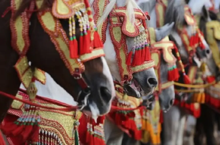 معرض الفرس بالجديدة.. الخيول العربية-البربرية ركيزة أساسية لشرطة القرب