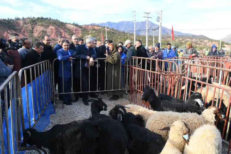 الحكومة تصادق على إحداث وتنظيم معهد التكوين في مهن تربية المواشي ببلوطة