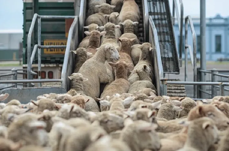من تربية المواشي إلى الأسمدة، المغرب يسعى إلى فتح آفاق تجارية جديدة مع الأرجنتين