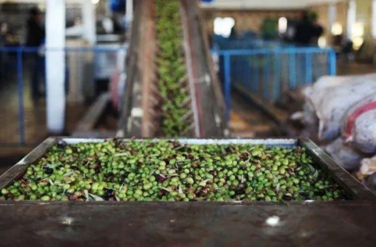 زيت الزيتون.. حينما يغدو "الذهب الأخضر" مادة ثمينة حقا بفعل الجفاف