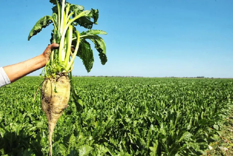 انطلاق موسم قلع الزراعات السكرية بمنطقة الغرب برسم الموسم الفلاحي 2024-2025