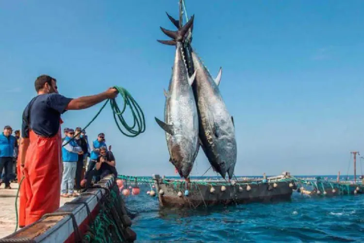 ميناء الناظور: انخفاض الكميات المفرغة من منتجات الصيد البحري بـ11 في المائة عند متم ماي