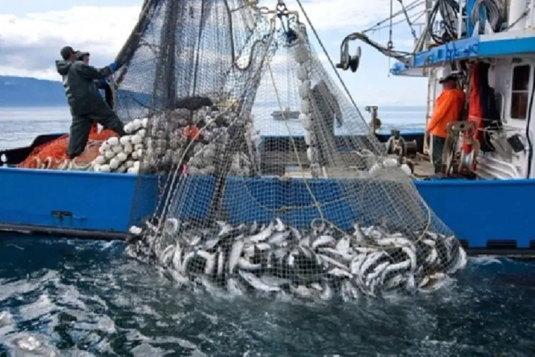ميناء طنجة : انخفاض طفيف في كمية مفرغات الصيد البحري مع متم غشت الماضي (تقرير)